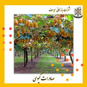 کیوی صادراتی ایران